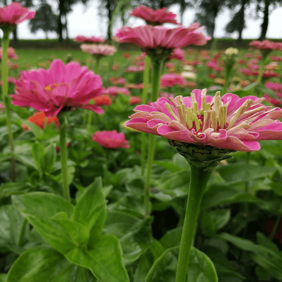 MRS Seeds & Mixtures Zinnia 'Giants of California' [nl]