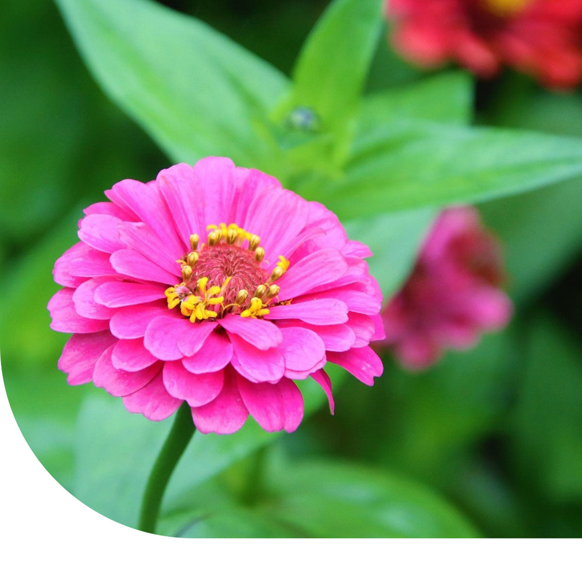 MRS Seeds & Mixtures Zinnia 'Giants of California'