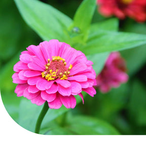 MRS Seeds & Mixtures Zinnia 'Giants of California'