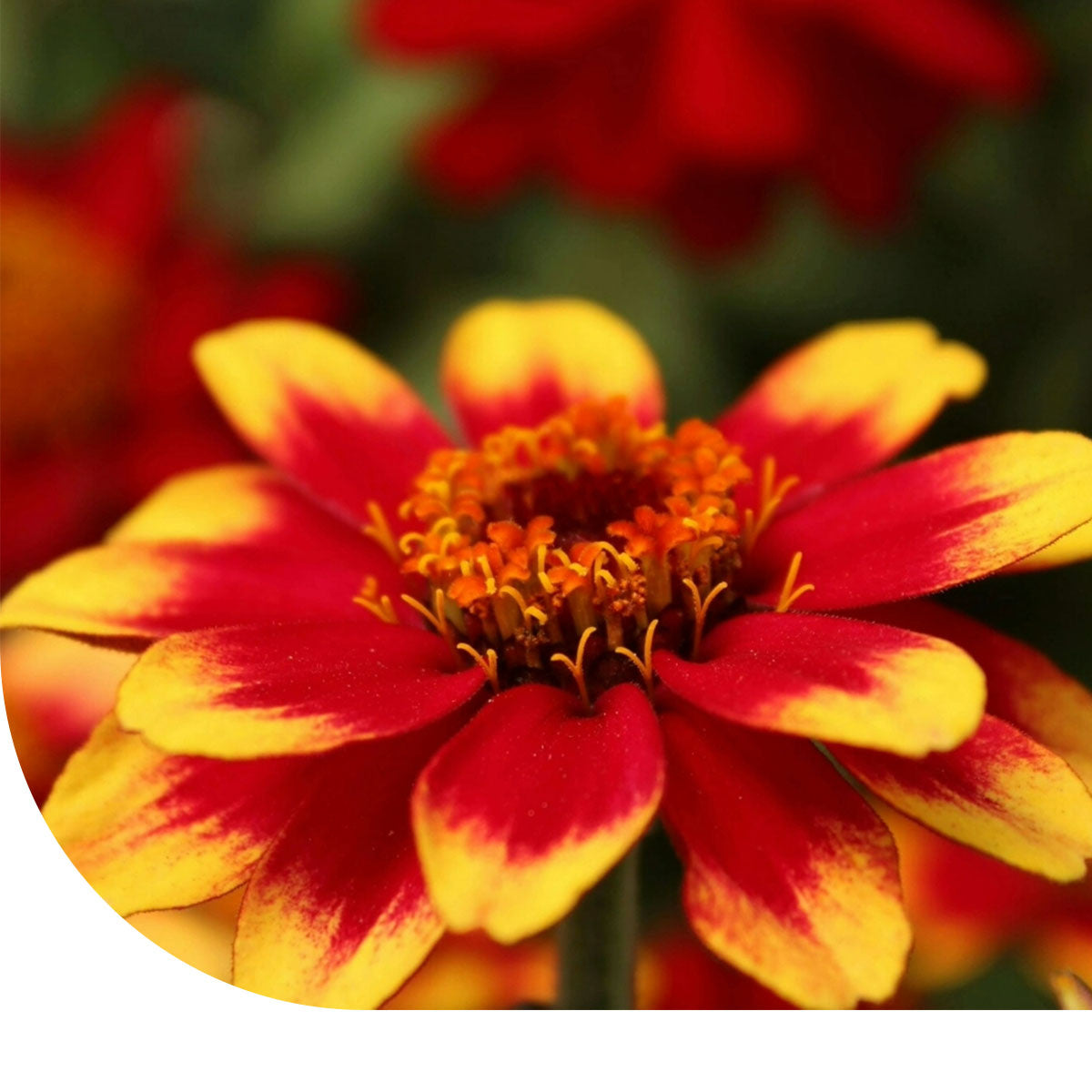 MRS Seeds & Mixtures Zinnia haageana - Old Mexico