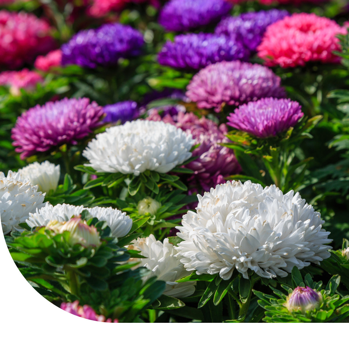 MRS Seeds & Mixtures Zomeraster 'Amerikaanse struik' - gemengd