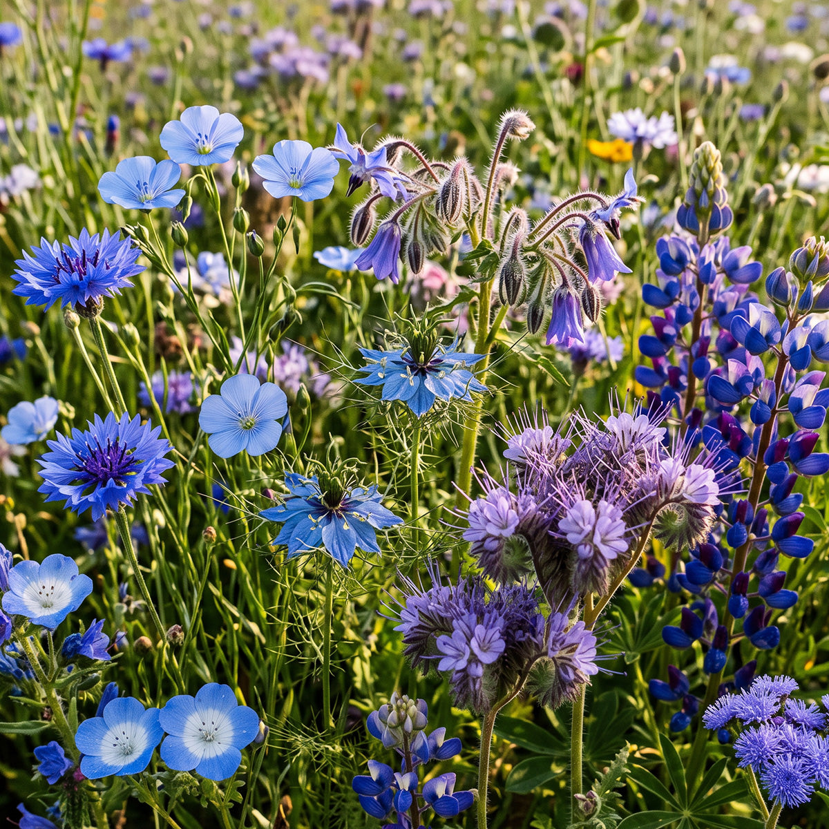 MRS Seeds & Mixtures Zomerbloemen -  Blauwe Tinten Mix