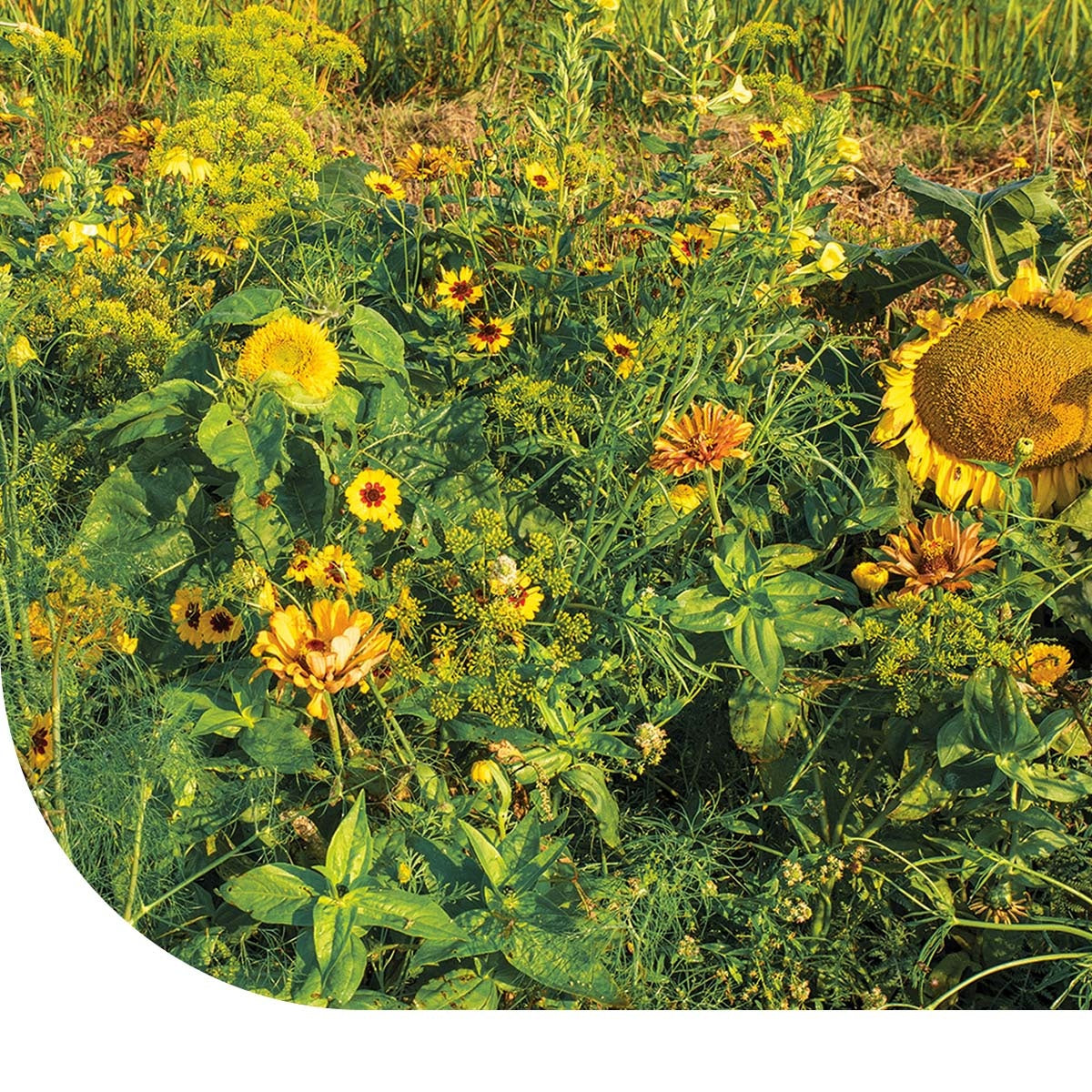 MRS Seeds & Mixtures Zomerbloemen Gele Tinten - Mix