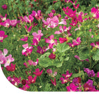 MRS Seeds & Mixtures Zomerbloemen Paarse Tinten Mix