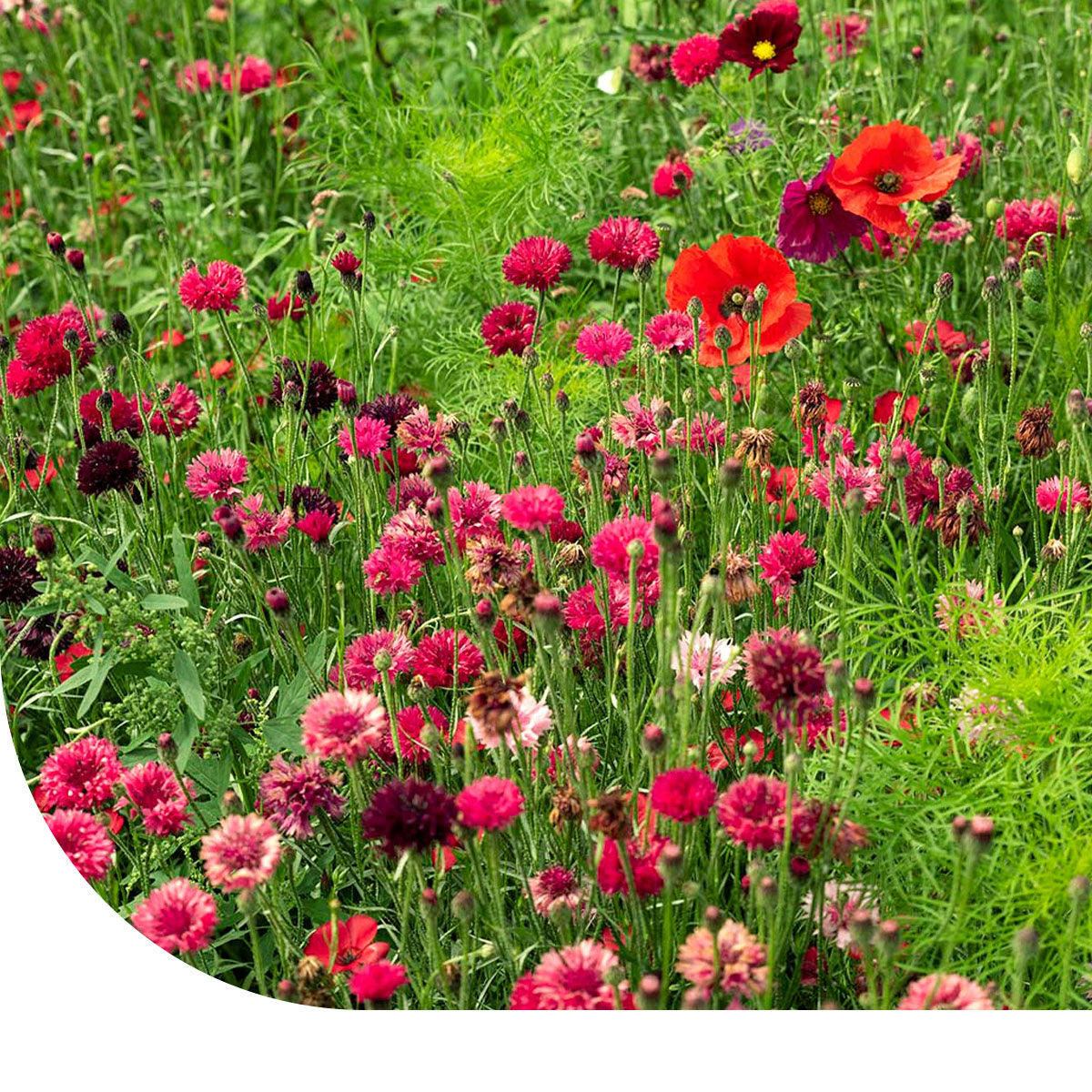 MRS Seeds & Mixtures Zomerbloemen Rode Tinten Mix