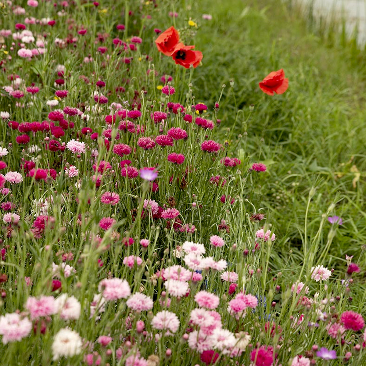 MRS Seeds & Mixtures Zomerbloemen Roze & Rode Tinten Mix