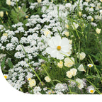 MRS Seeds & Mixtures Zomerbloemen Witte Tinten Mix