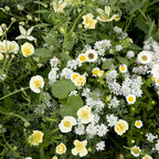 MRS Seeds & Mixtures Zomerbloemen Witte Tinten Mix