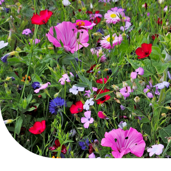 Wildblumenmischung Hochstauden
