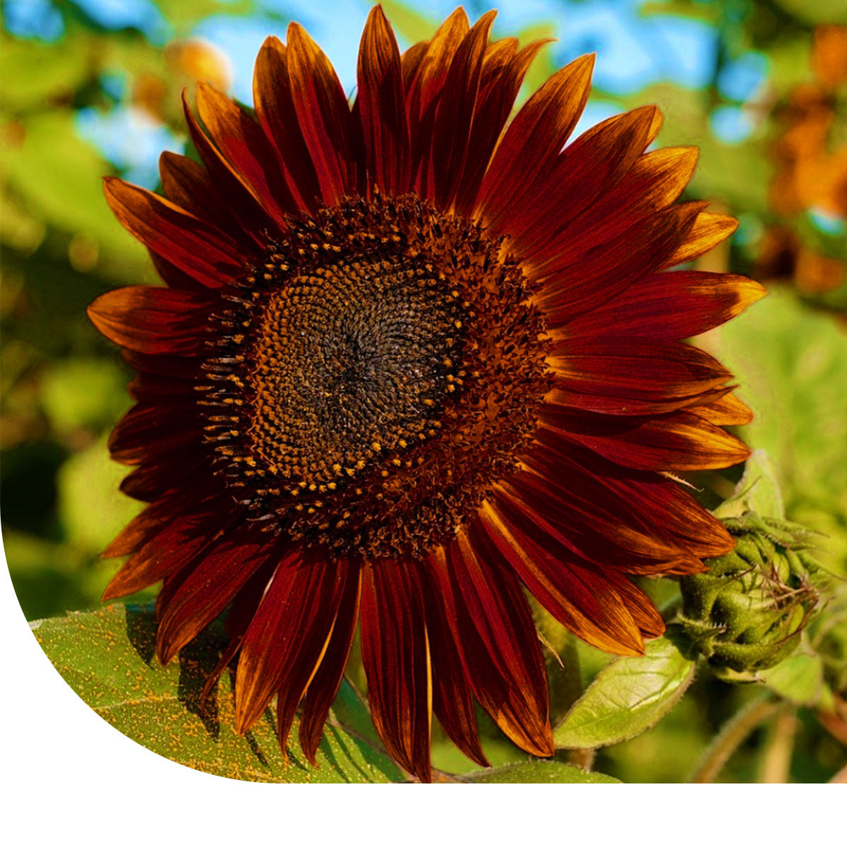 MRS Seeds & Mixtures Zonnebloem "Moulin Rouge"