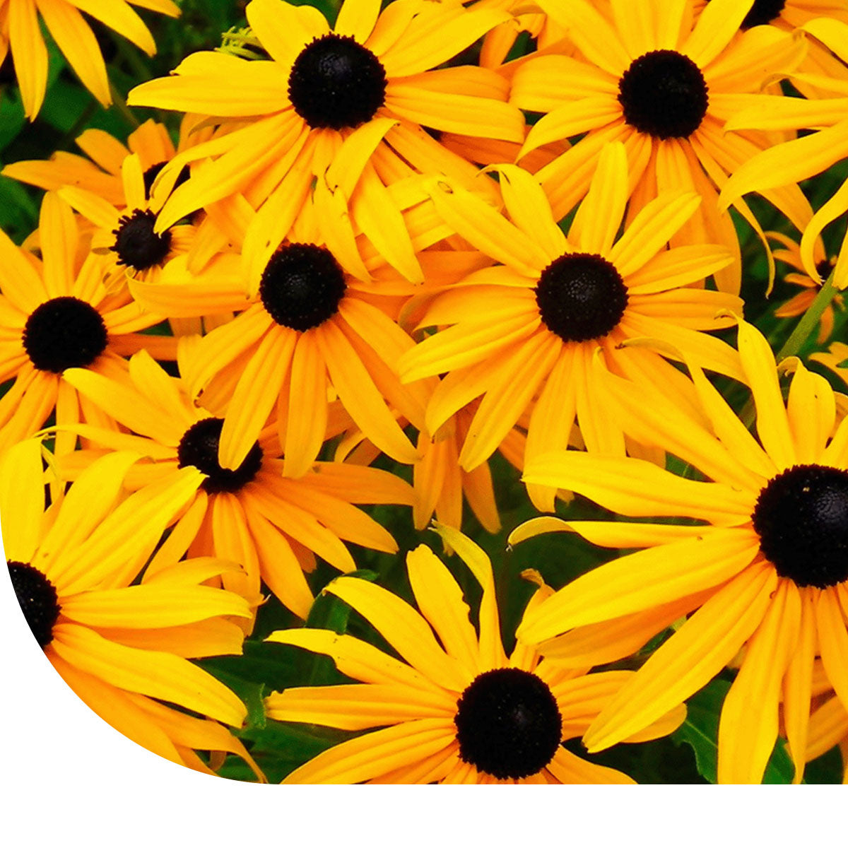 MRS Seeds & Mixtures Zonnehoed 'Marmelade' - Rudbeckia hirta