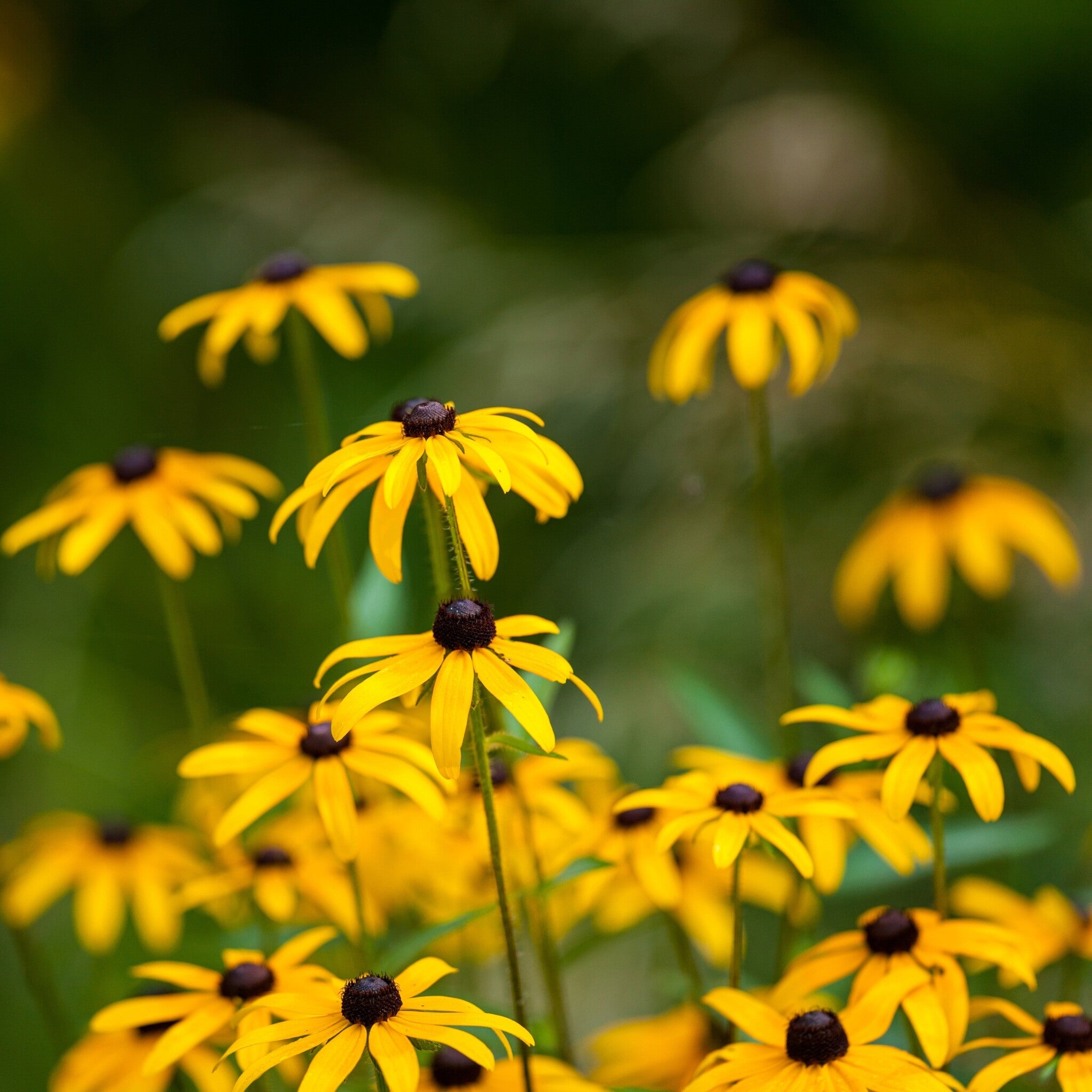MRS Seeds & Mixtures Zonnehoed 'Marmelade' - Rudbeckia hirta [nl]