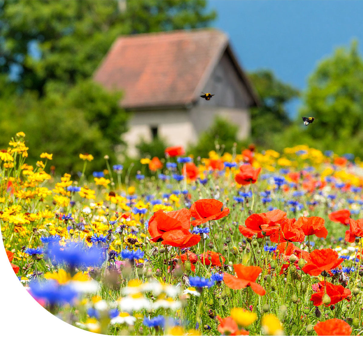 Ten Have Functionele Agro Biodiversiteit (FAB) mengsel [nl]