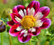 Blumensamen